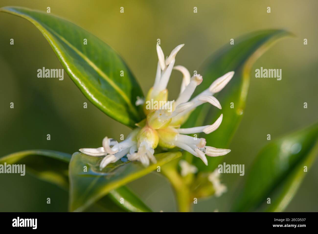 Close up of flowers on a sweet box (sarcococca confusa) shrub Stock ...