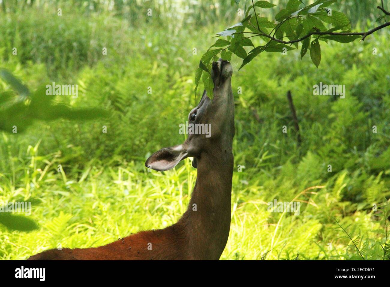 Virginia, USA. Deer eating leaves from a tree Stock Photo Alamy
