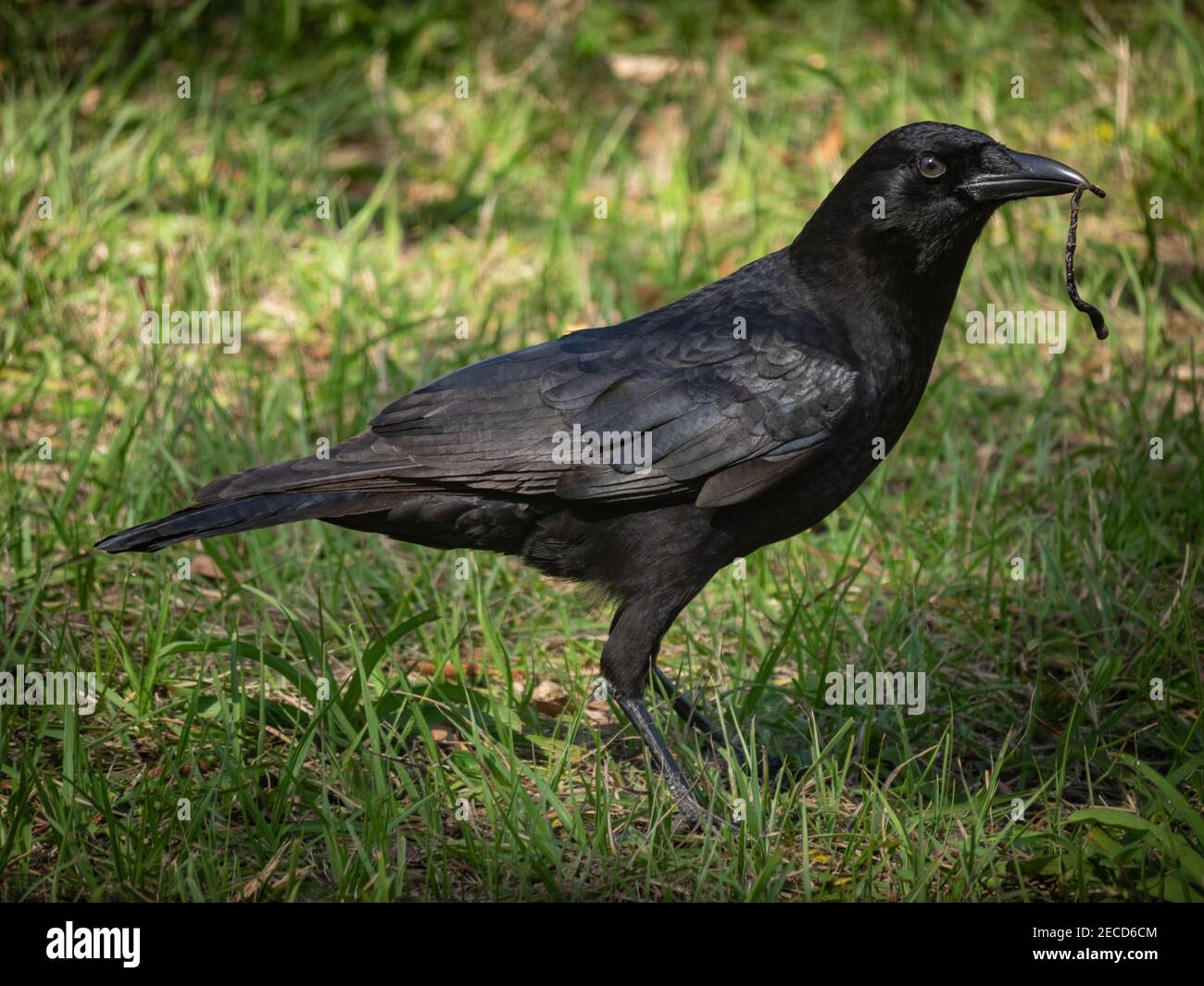 American crow on ground Stock Photo
