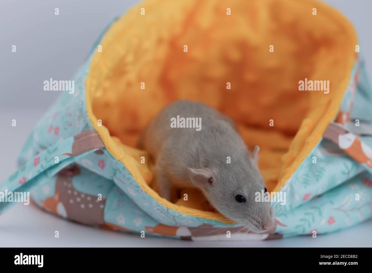 A decorative cute grey rat peeps out of the fabric hammock-house. Close-up of a rat's face Stock Photo