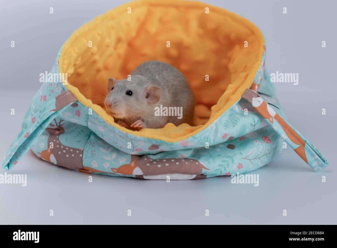 A decorative cute grey rat peeps out of the fabric hammock-house. Close-up of a rat's face Stock Photo