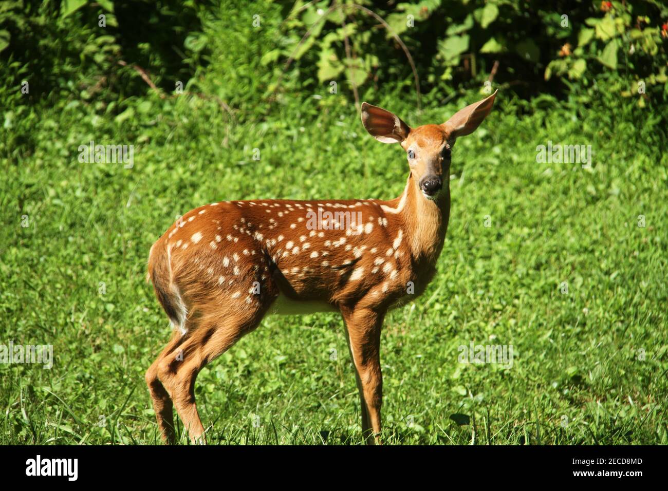 Baby deer in Virginia, USA Stock Photo Alamy