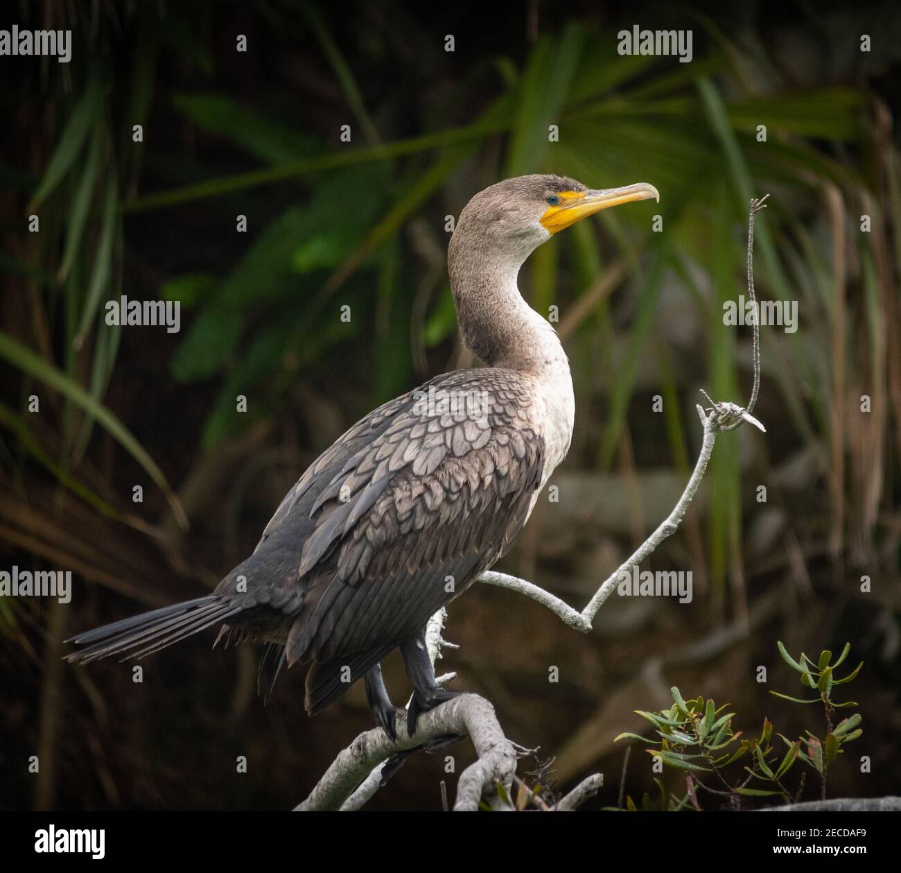 Cormorant on branch Stock Photo