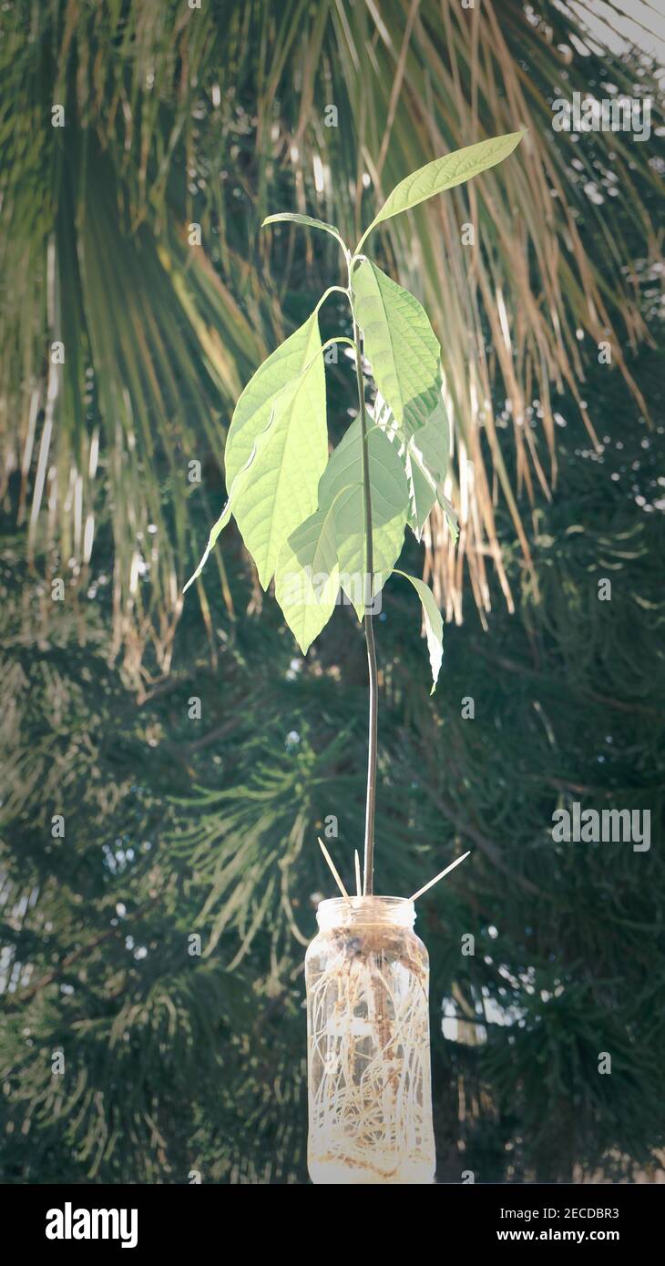 Baby avocado plant grown from seed with toothpicks, home garden Stock ...