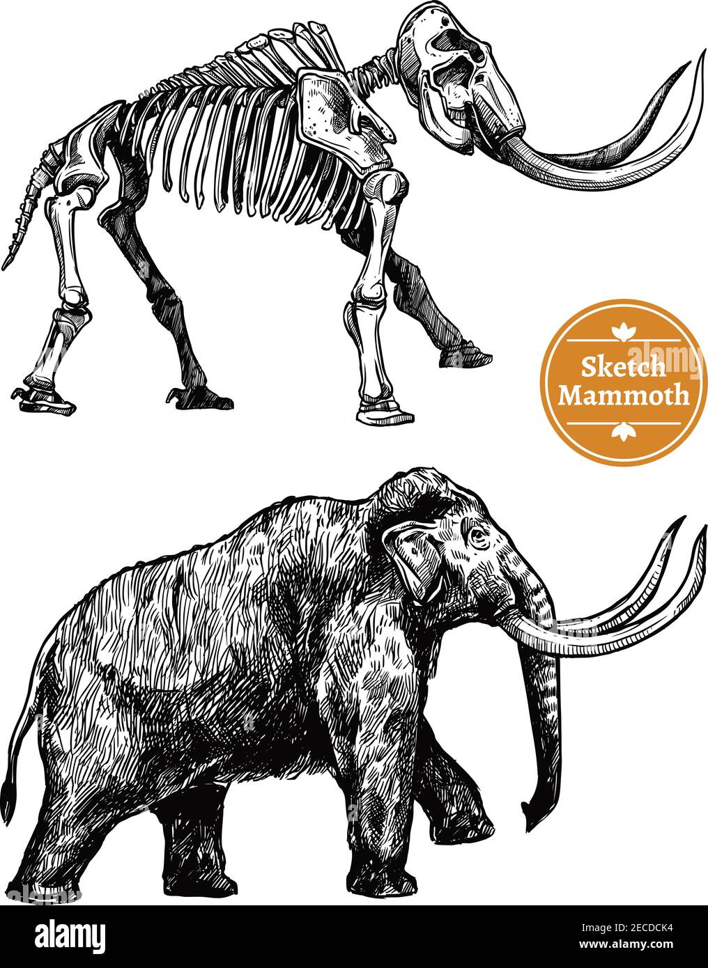 Black and white sketch hand drawn mammoth and its skeleton on white background isolated vector illustration Stock Vector