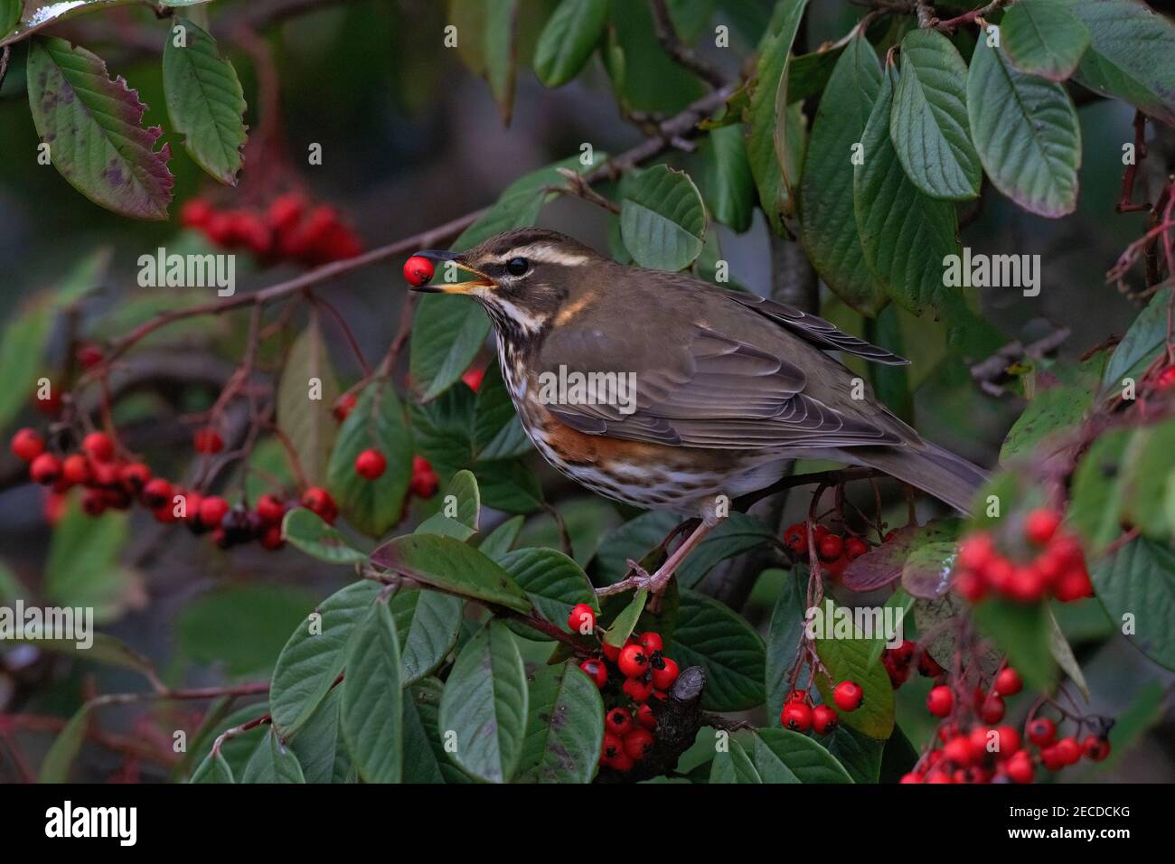 Redwing-Turdus iliacus feeds on Cotoneaster berries. Winter Stock Photo
