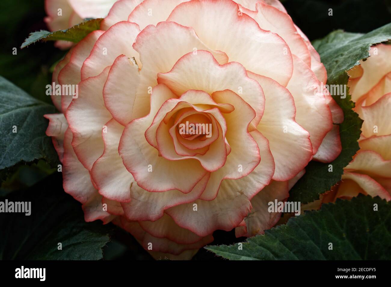 Begonia ‘Fred Martin’ was named after the late President of the British National Begonia Society by Blackmore and Langdon. Stock Photo
