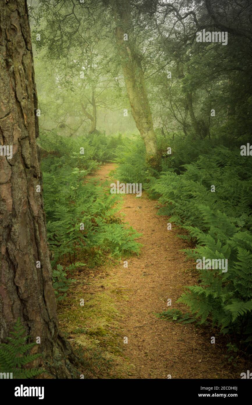 A colour photograph of a path through a misty woodland in spring time Stock Photo