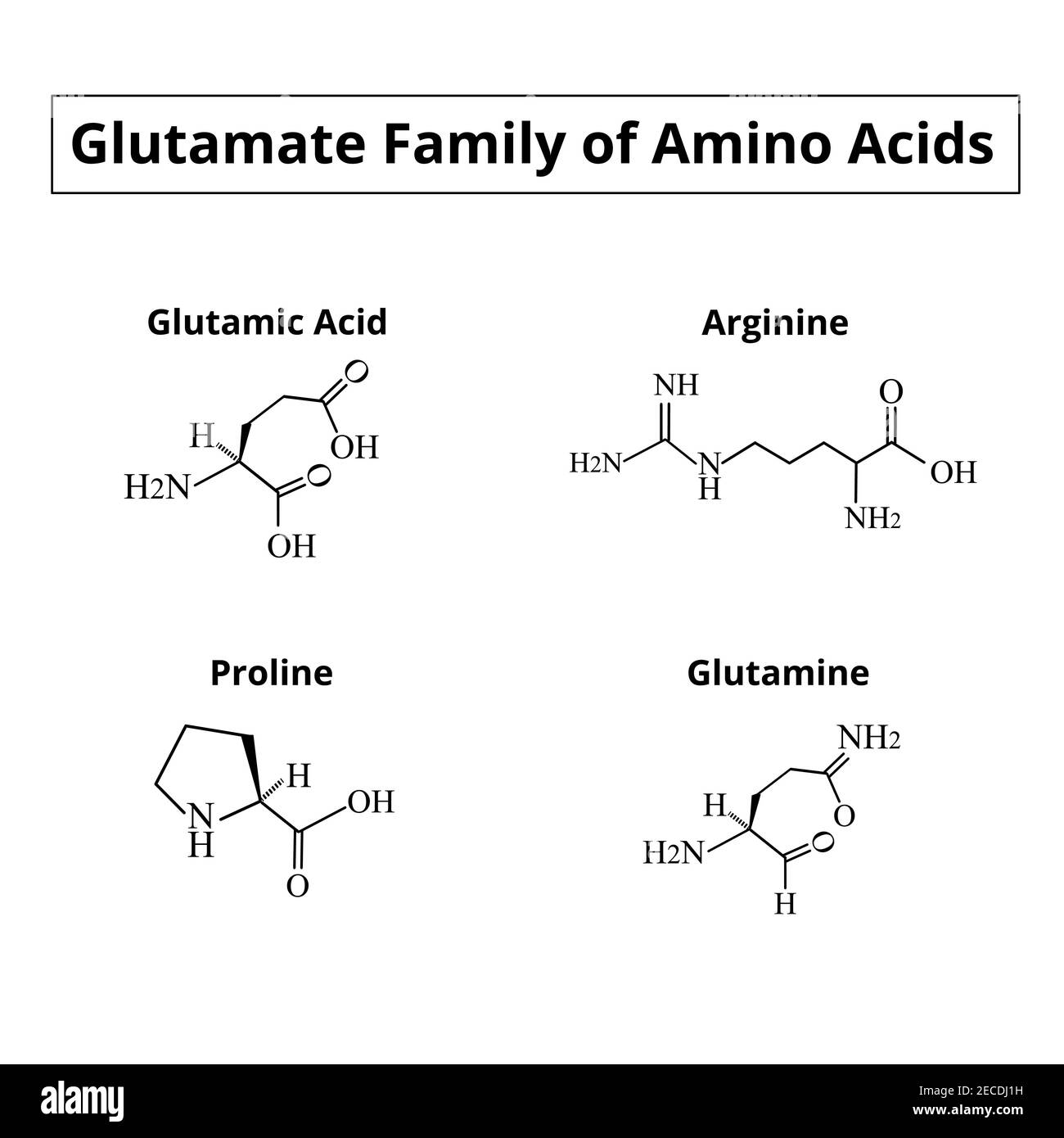 The glutamate family of amino acids. Chemical molecular formulas of amino acids glutamate, glutamine, arginine, proline. Vector illustration on Stock Vector