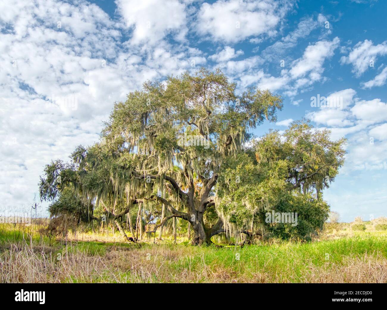 Spanish moss live oak tree florida hires stock photography and images