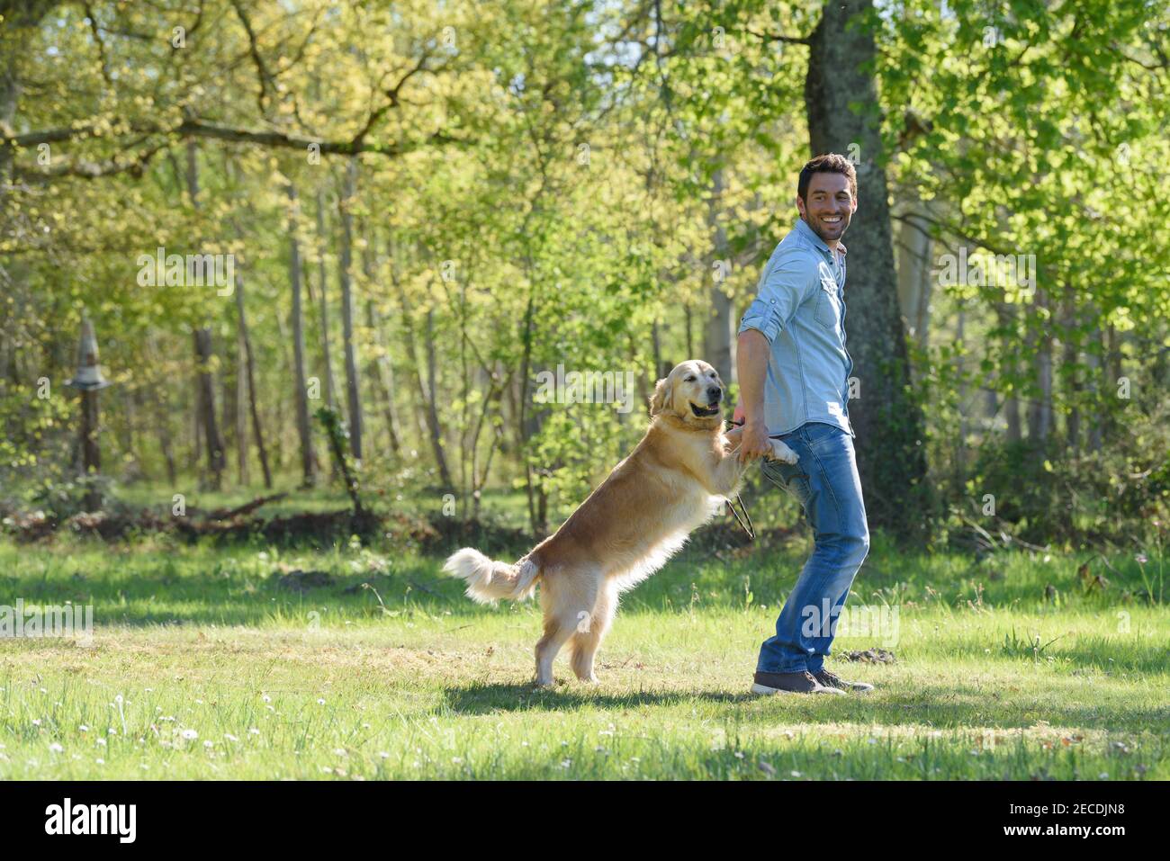 a playful golden retriever dog Stock Photo