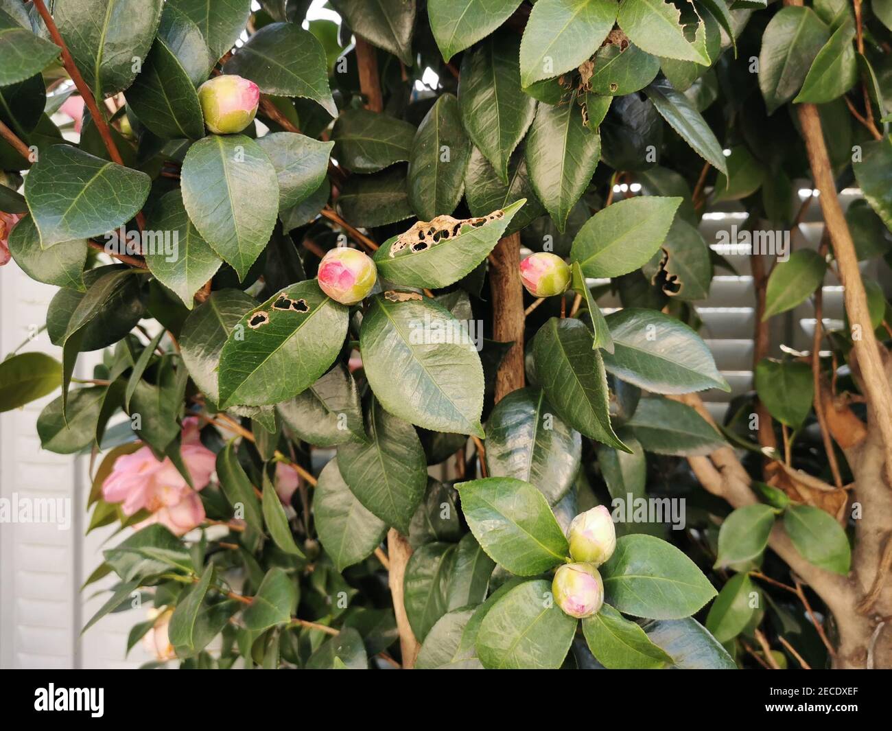 Closeup of pink camellia buds on a bush on background of a fence Stock