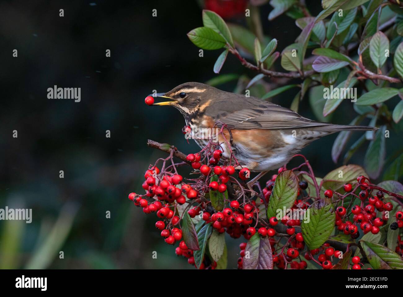Redwing-Turdus iliacus feeds on Cotoneaster berries during snow. Stock Photo