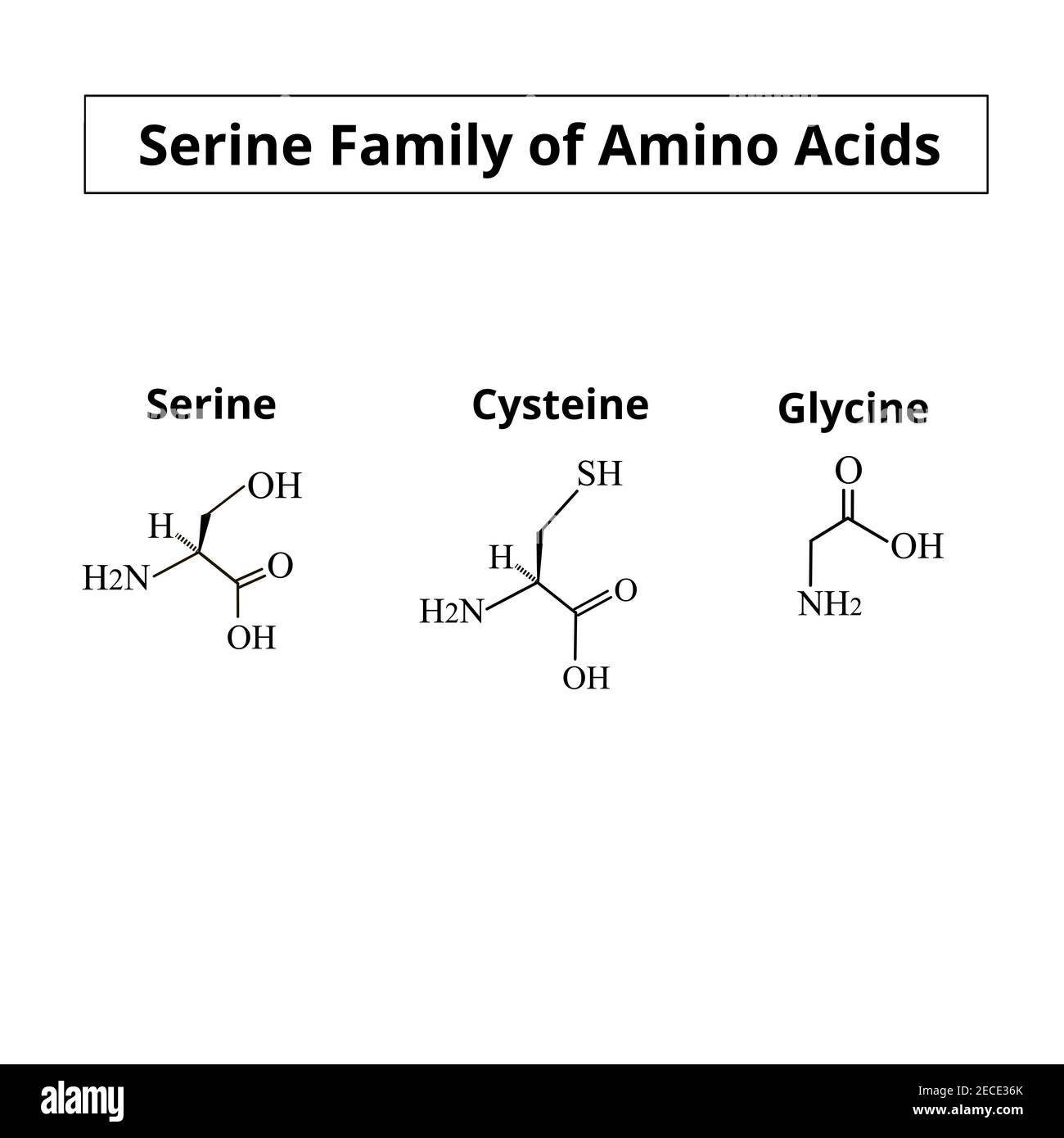 Serine family of amino acids. Chemical molecular formulas of the amino acids serine, cysteine, glycine. Vector illustration on isolated background Stock Vector