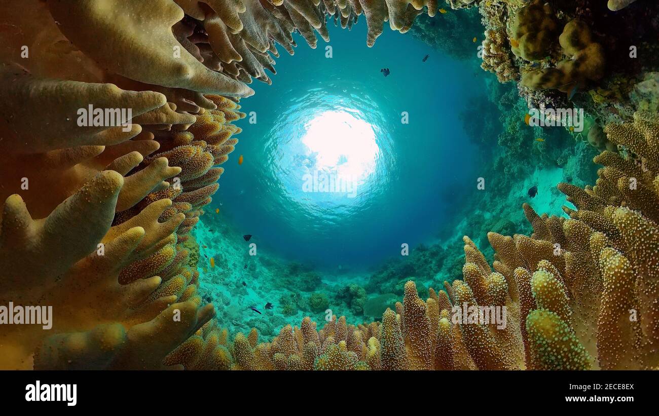 Tropical fishes and coral reef at diving. Beautiful underwater world