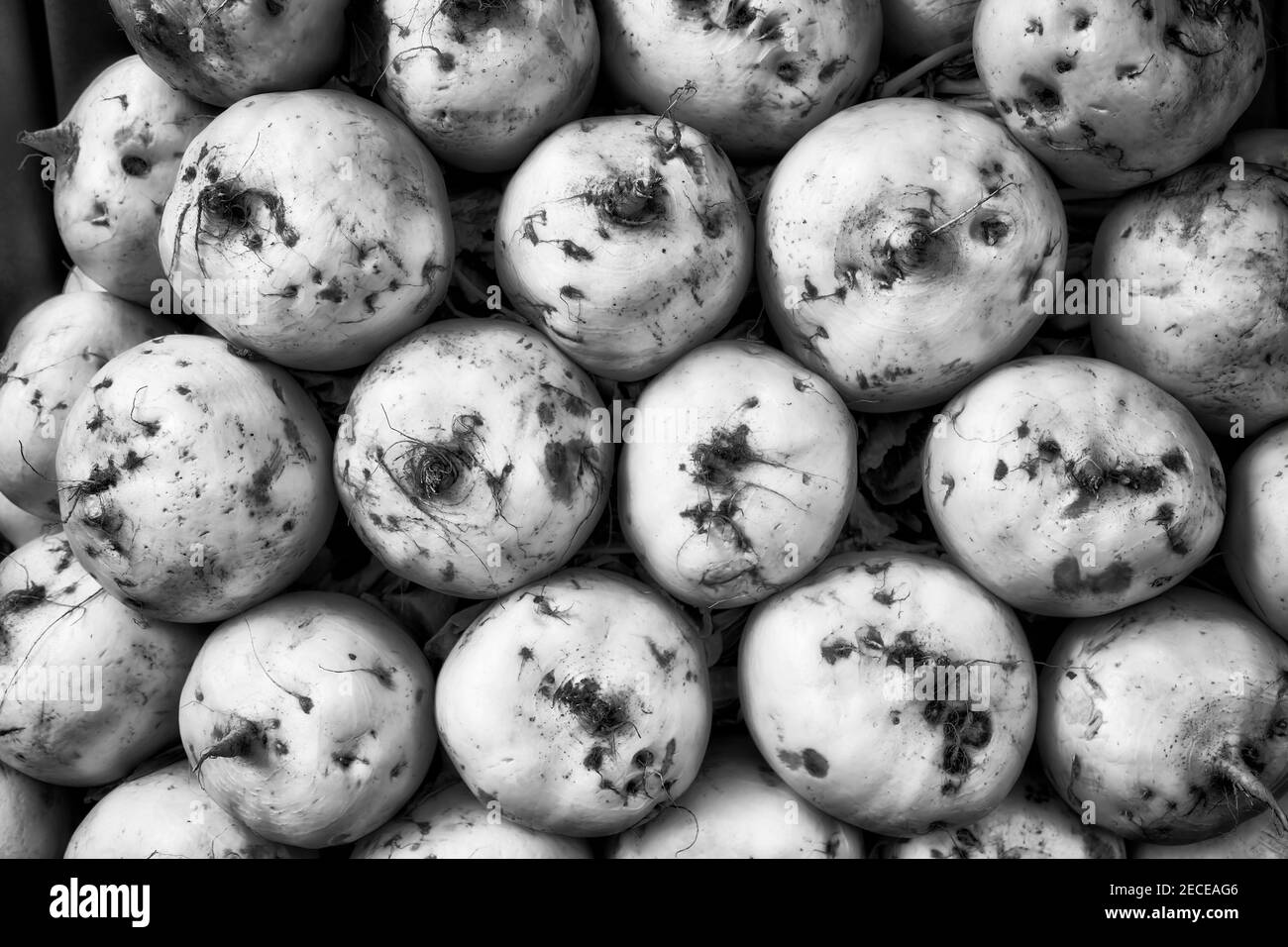 White round roots of radish vegetable grown in Japan - traditional diet for island nation in colourless impression. Stock Photo