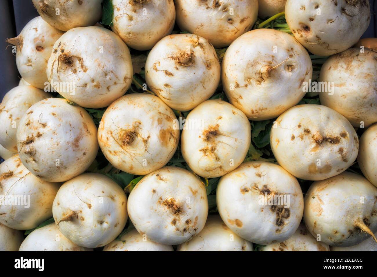 WHite round roots of radish vegetable grown in Japan - traditional diet for island nation. Stock Photo