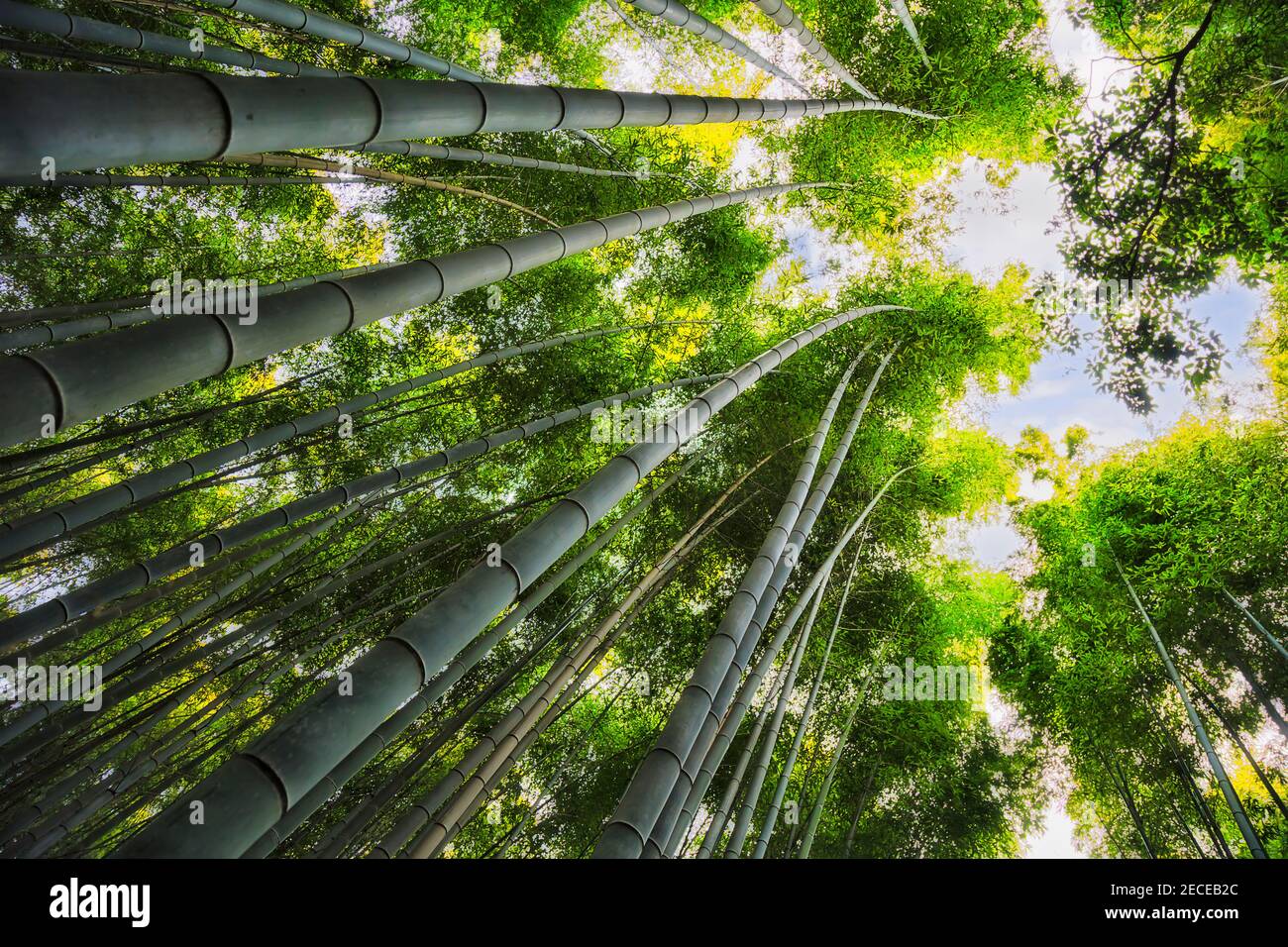 Tall evergreen bamboo plants in Kyoto city of Japan growing up to sky