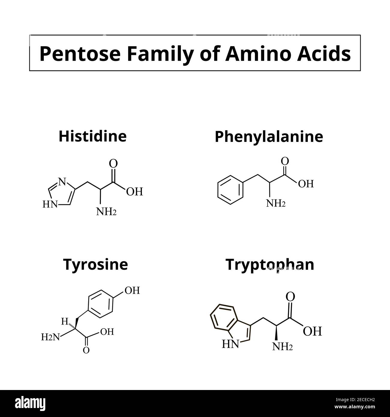 A family of amino acids pentoses. Chemical molecular formulas of amino acids histidine, phenylalanine, tyrosine, tryptophan. Vector illustration on Stock Vector