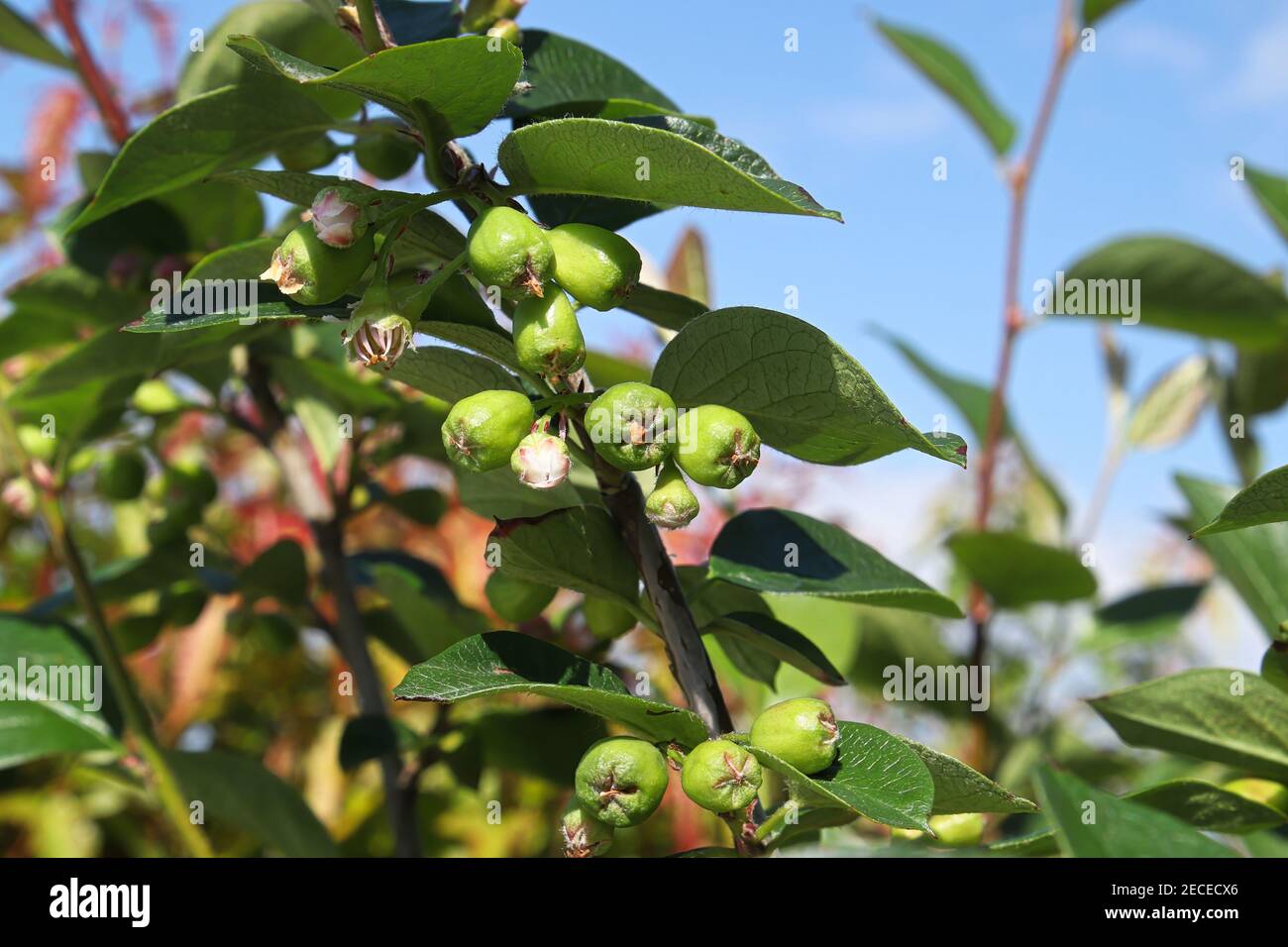 A branch of cotoneaster berries in the spring against the sky Stock Photo