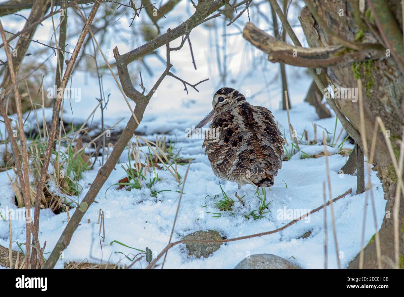 Woodcock (Scolopax rusticola). Rear view. On snow showing cryptic marked plumage. Arrival during hard winter weather. February. East Anglia. UK. Stock Photo