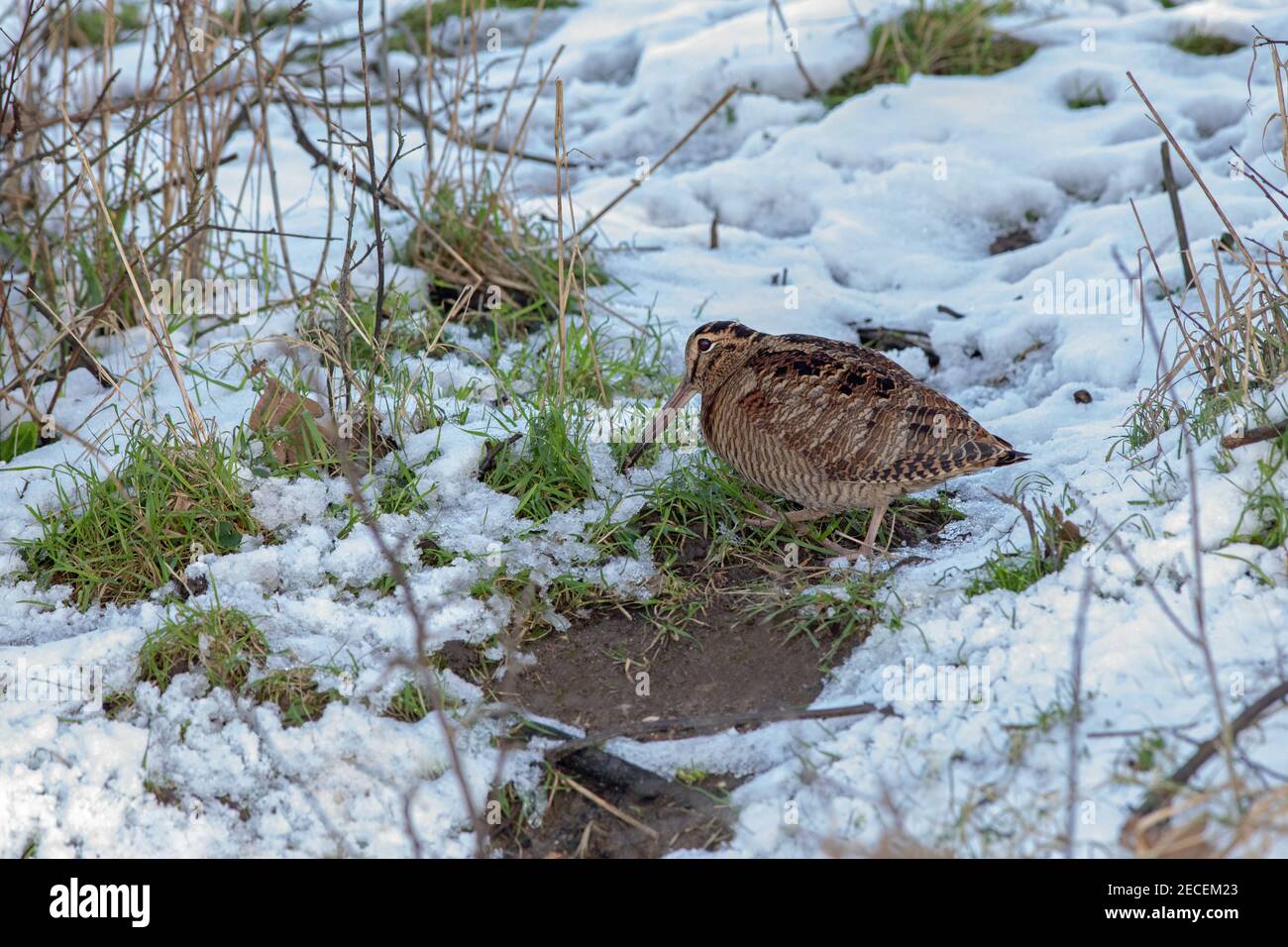Woodcock (Scolopax rusticola). Probing, using long bill into a snow free patch in a ditch side bank. Searching for invertebrate food. Profile, side vi Stock Photo