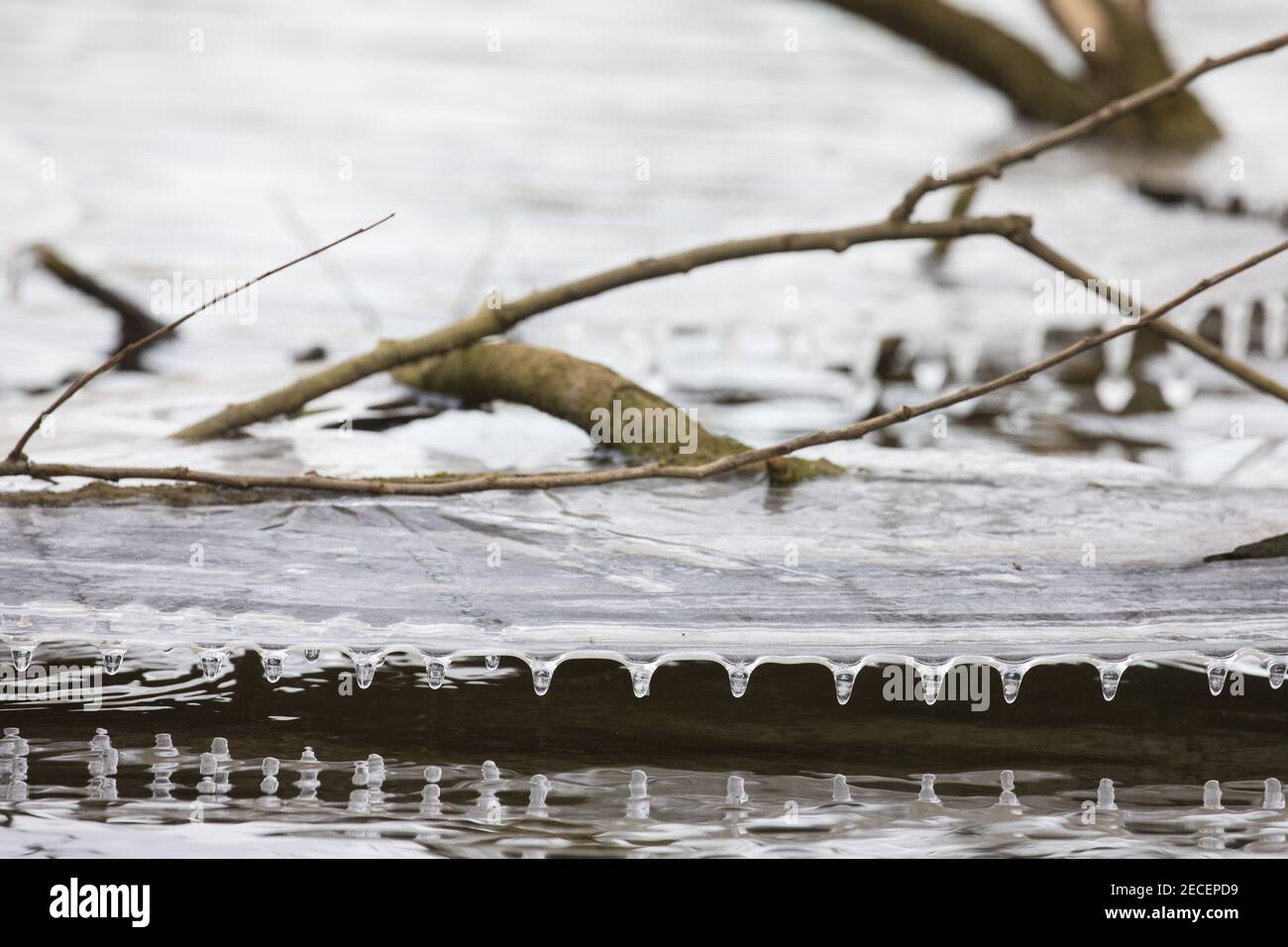Harefield, UK. 13th February, 2021. Small icicles are formed around the edge of a sheet of ice above the surface of a lake in the Colne Valley. The current cold spell is expected to be replaced by milder conditions after tomorrow. Credit: Mark Kerrison/Alamy Live News Stock Photo