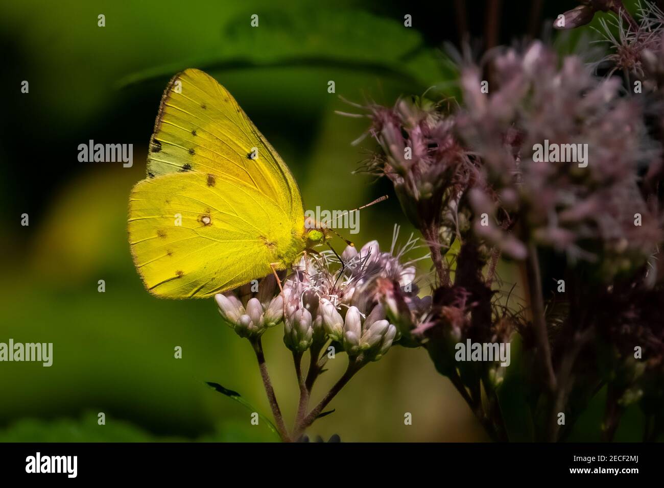A Clouded Sulphur Butterfly (Colias philodice) feeding on a milkweed blossom. Stock Photo