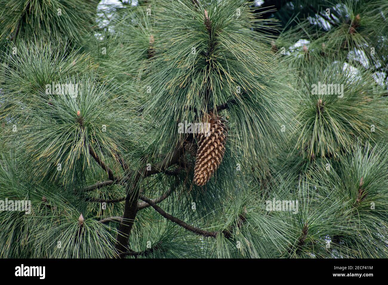 A close-up shot of big-cone pine (Coulter pine) leaves and cones Stock Photo