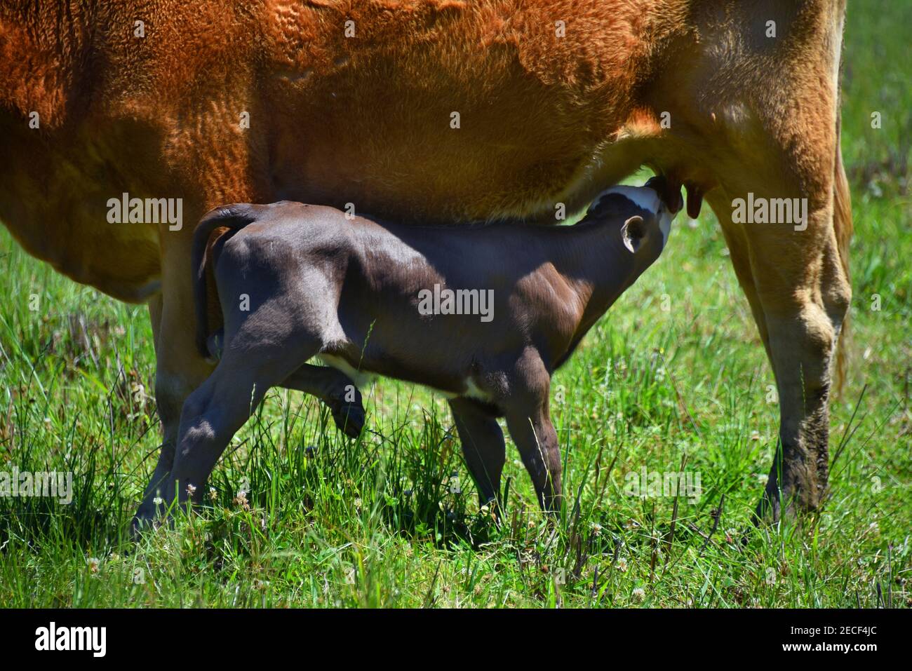 Young calf suckles its mother.  Calf is brown with a white face.  One leg fights for balance. Stock Photo