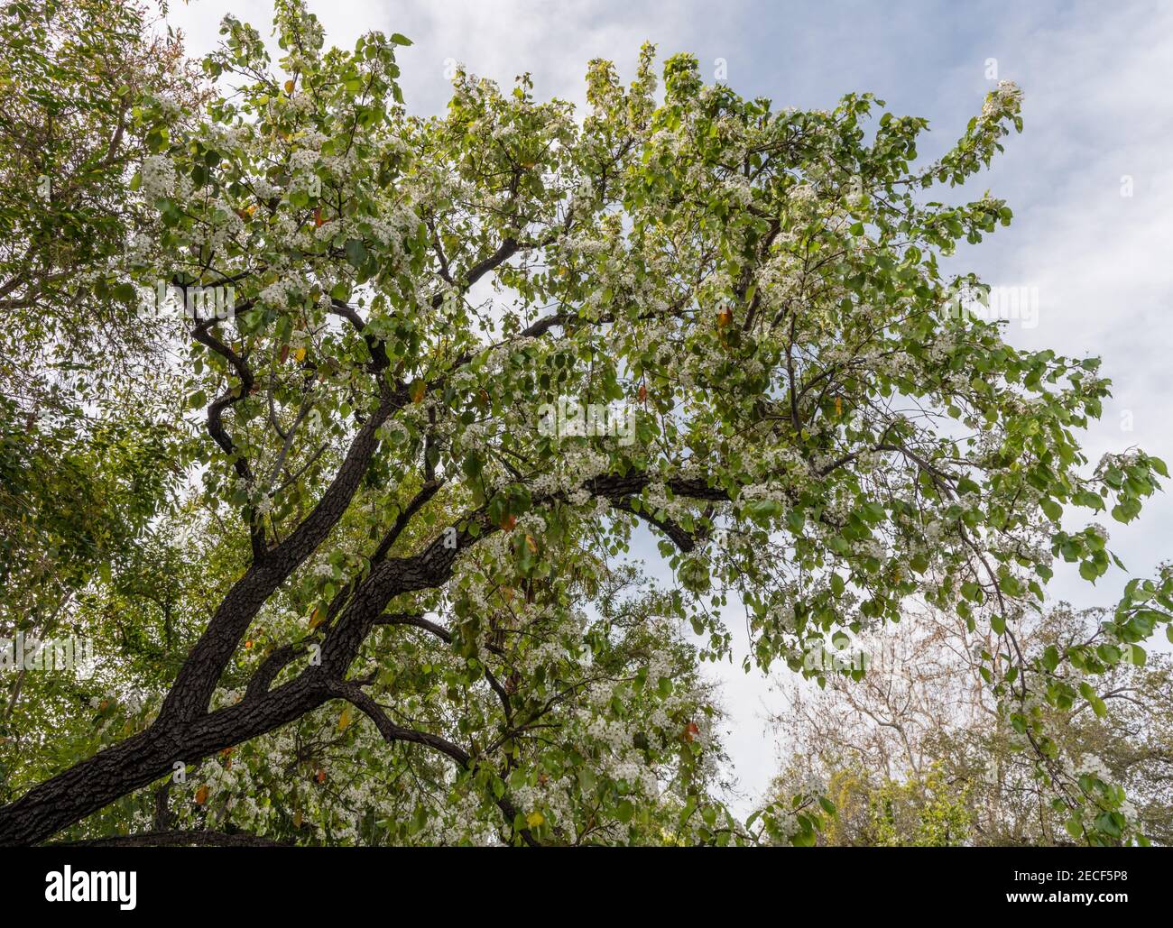 Beautiful blooming evergreen pear tree in Los Angeles, California Stock Photo