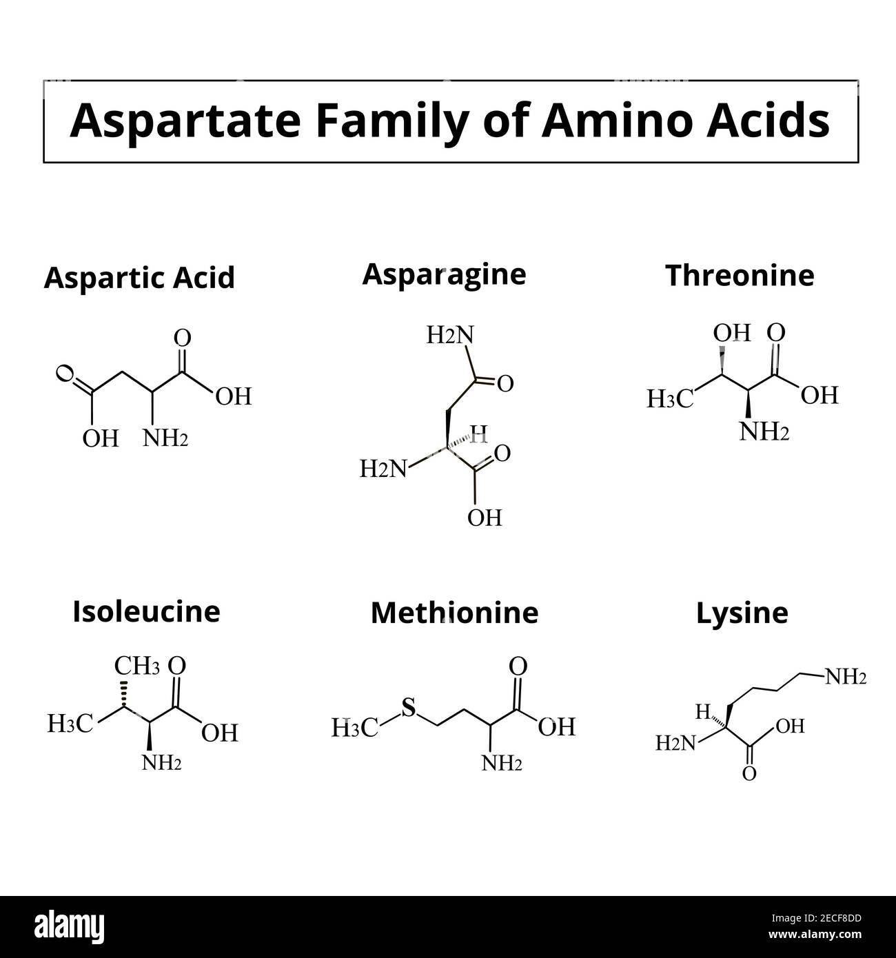 A family of amino acids aspartate. Chemical molecular formulas of amino acids aspartate, asparagine, threonine, isoleucine, methionine, lysine. Vector Stock Vector