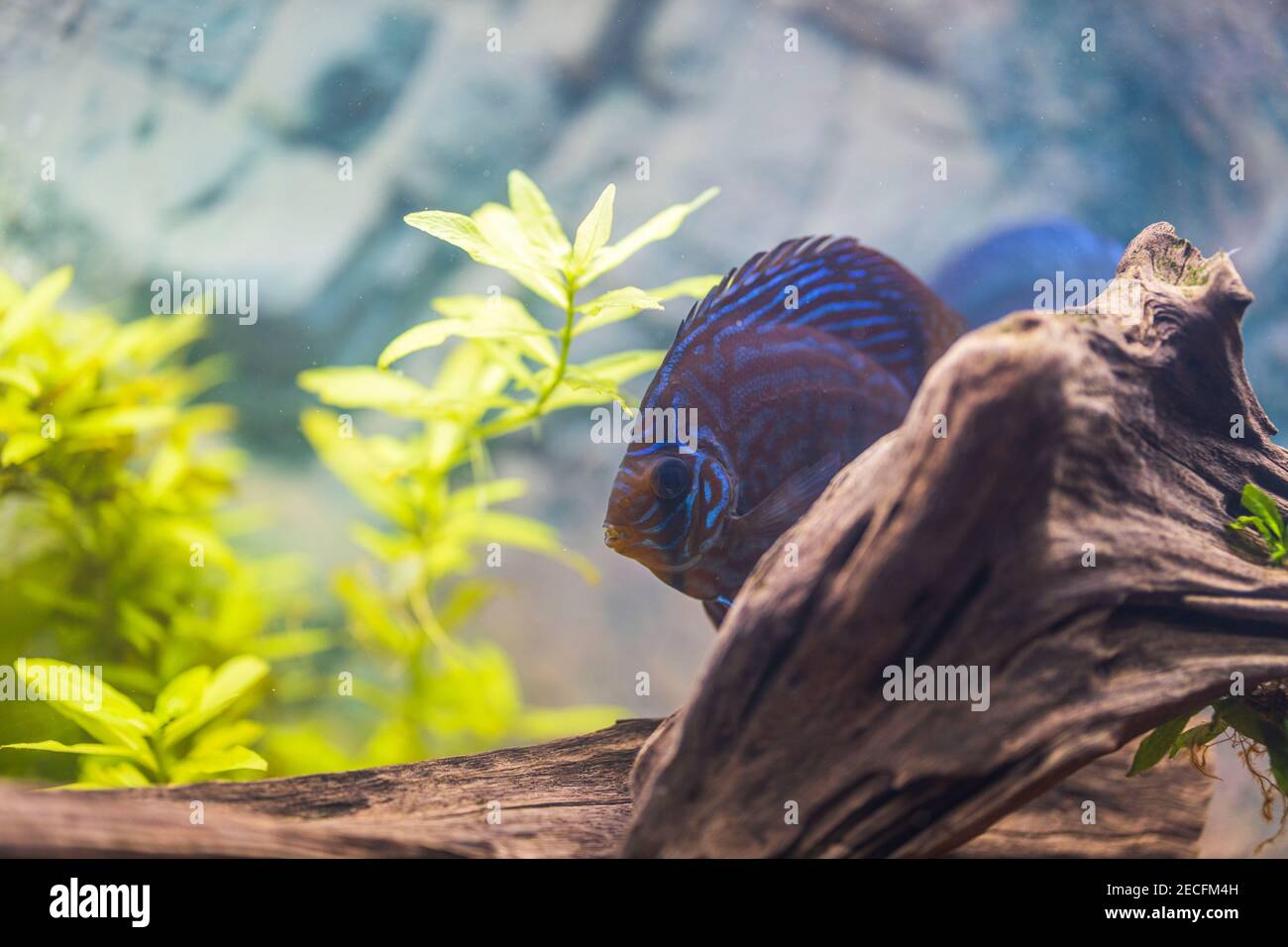 Close up view of tiger Turks discus aquarium fish. Hobby