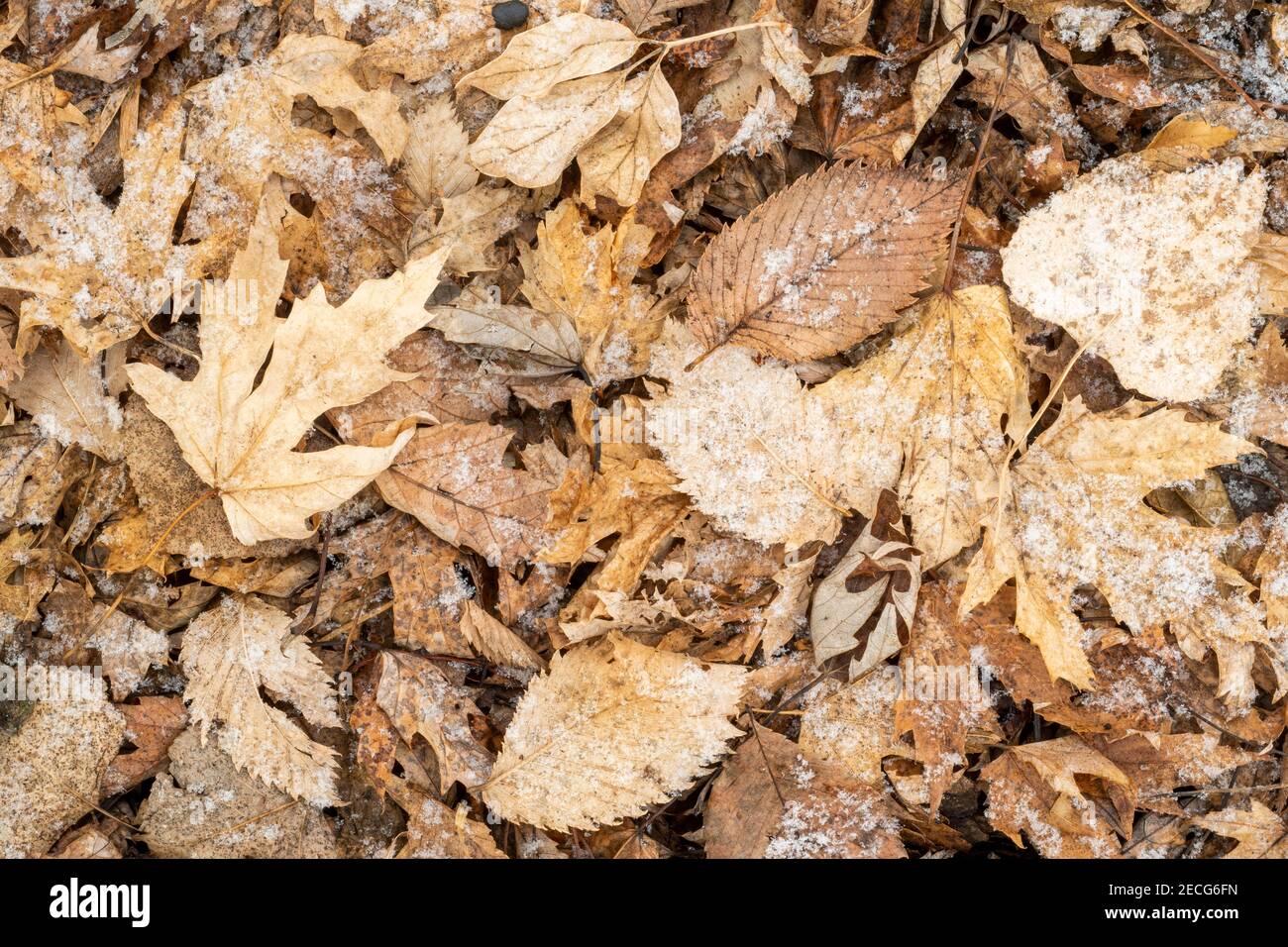 Oak and Elm leaf litter on forest floor lightly covered with snow, E USA, by Dominique Braud/Dembinsky Photo Assoc Stock Photo