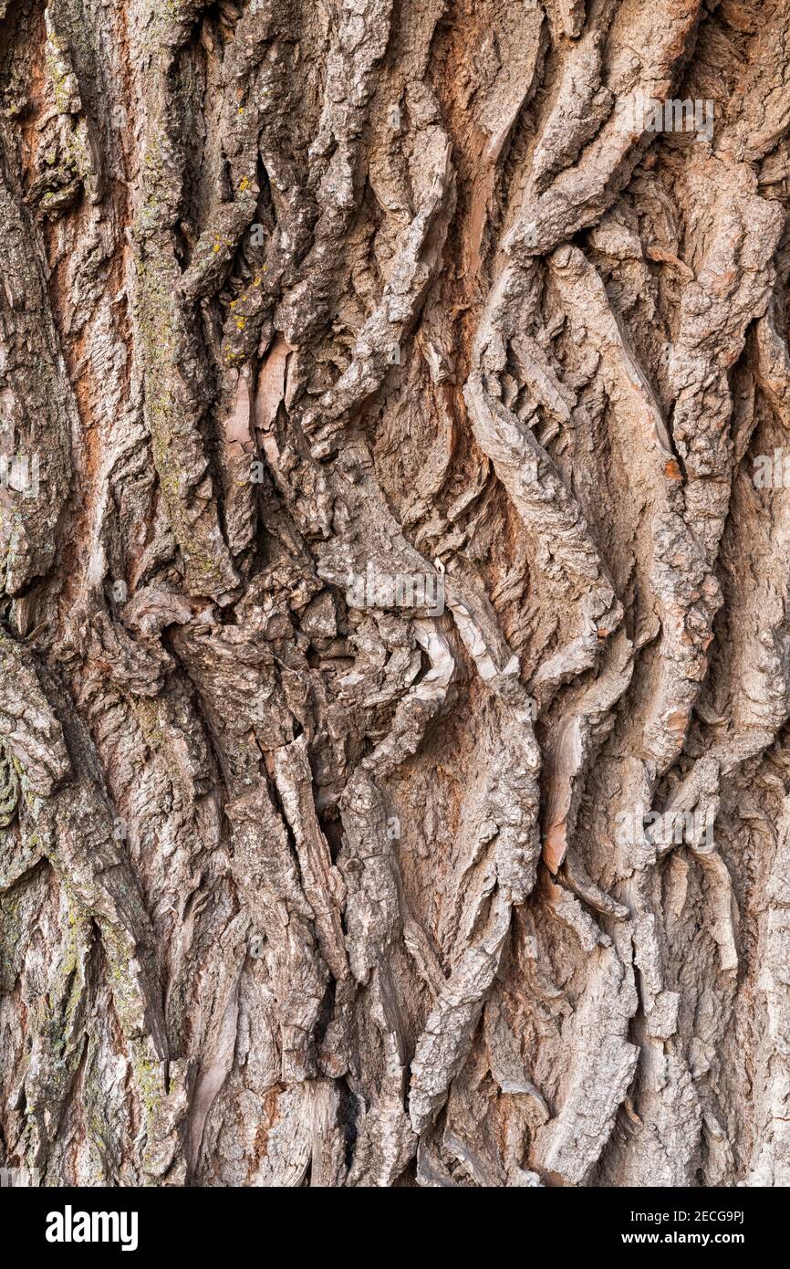 Eastern Cottonwood tree bark (Populus deltoides), E USA, by Dominique
