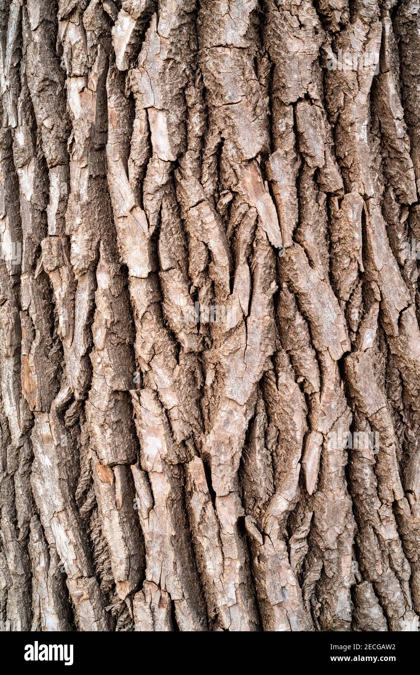 Eastern Cottonwood tree bark (Populus deltoides), E USA, by Dominique Braud/Dembinsky Photo Assoc Stock Photo