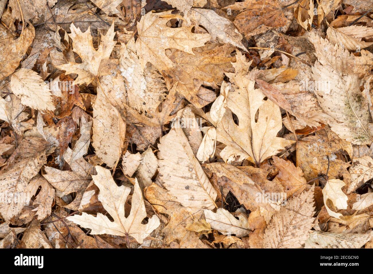 Oak and Elm leaf litter on forest floor lightly covered with snow, E USA, by Dominique Braud/Dembinsky Photo Assoc Stock Photo