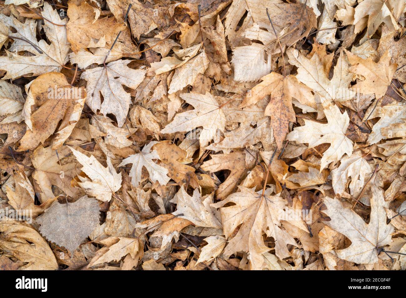 Silver maple, cottonwood and elm leaves, floodplain forest floor, deciduous forest, early winter, Midwestern USA, by Dominique Braud/Dembinsky Photo A Stock Photo