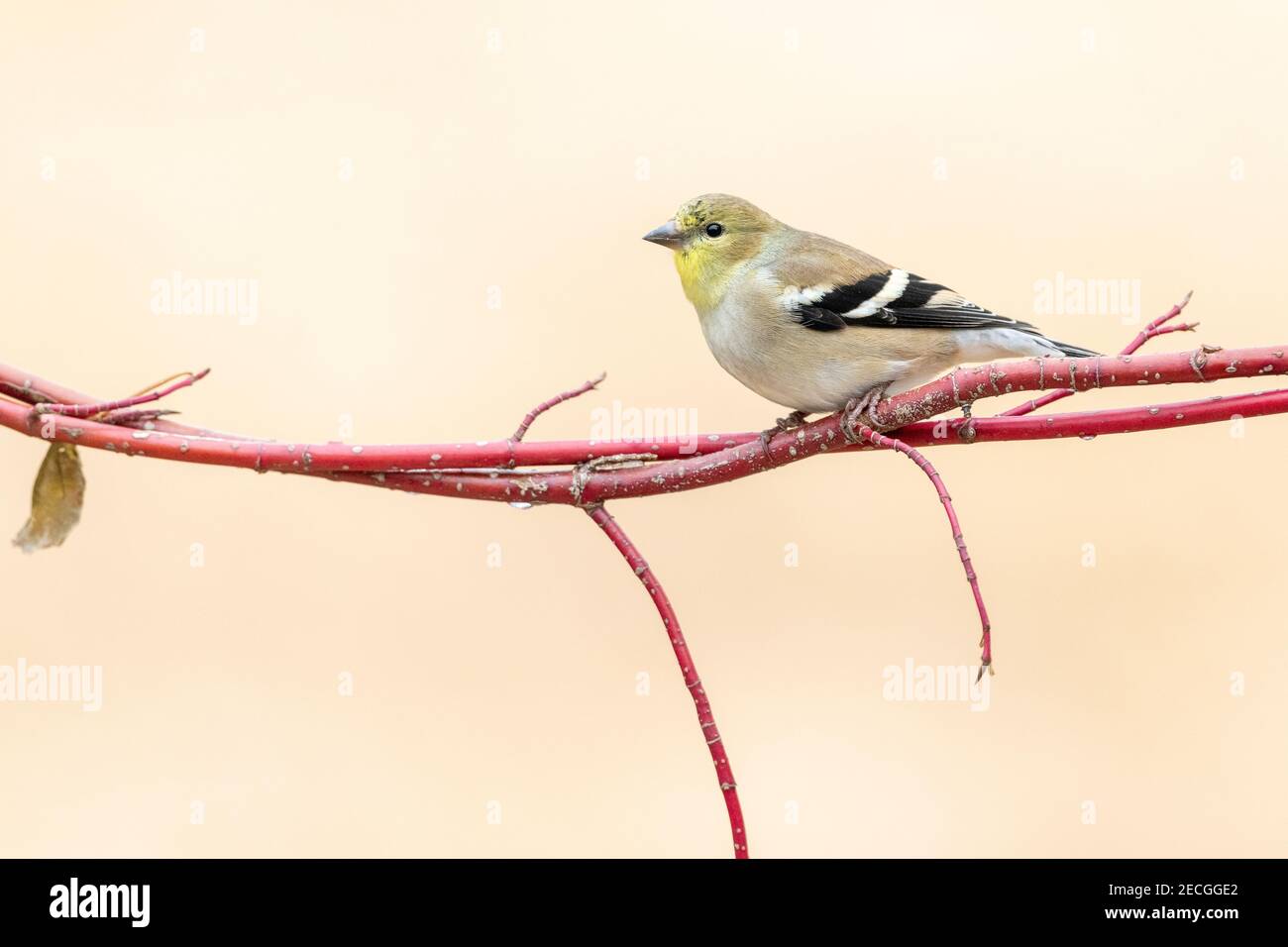 American goldfinch in winter plumage (Carduelis tristis), Eastern North America, by Dominique Braud/Dembinsky Photo Assoc Stock Photo