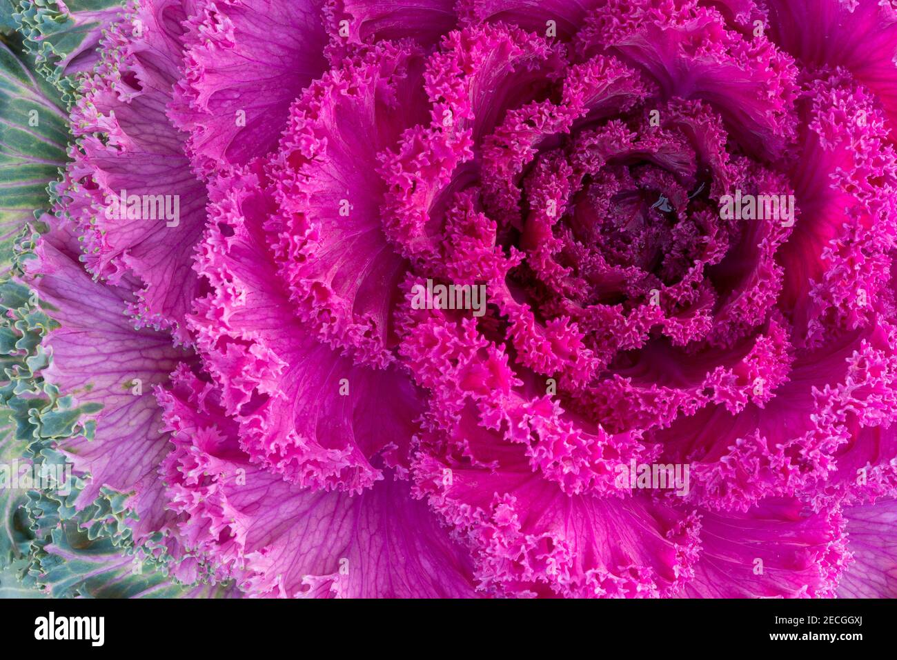 Purple ornamental kale, a macro photograph. Nature fractals. Stock Photo