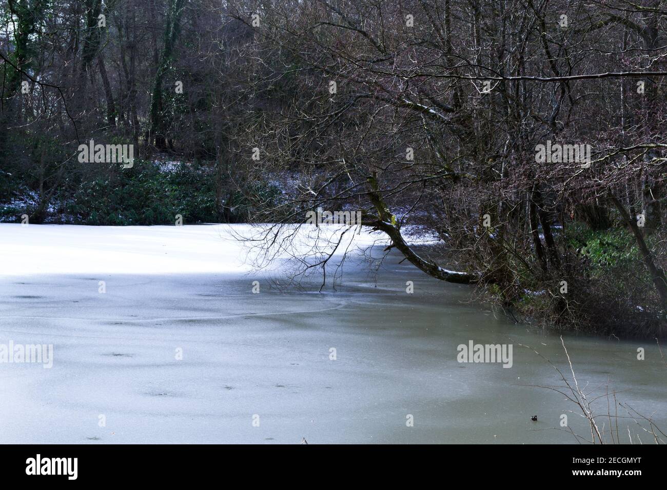 Frozen fishing lake in winter in East Sussex Stock Photo Alamy