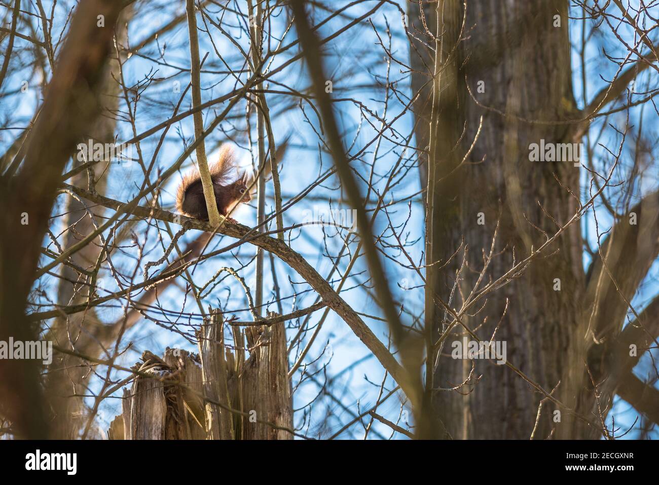 Eichhörnchen im Baum Stock Photo