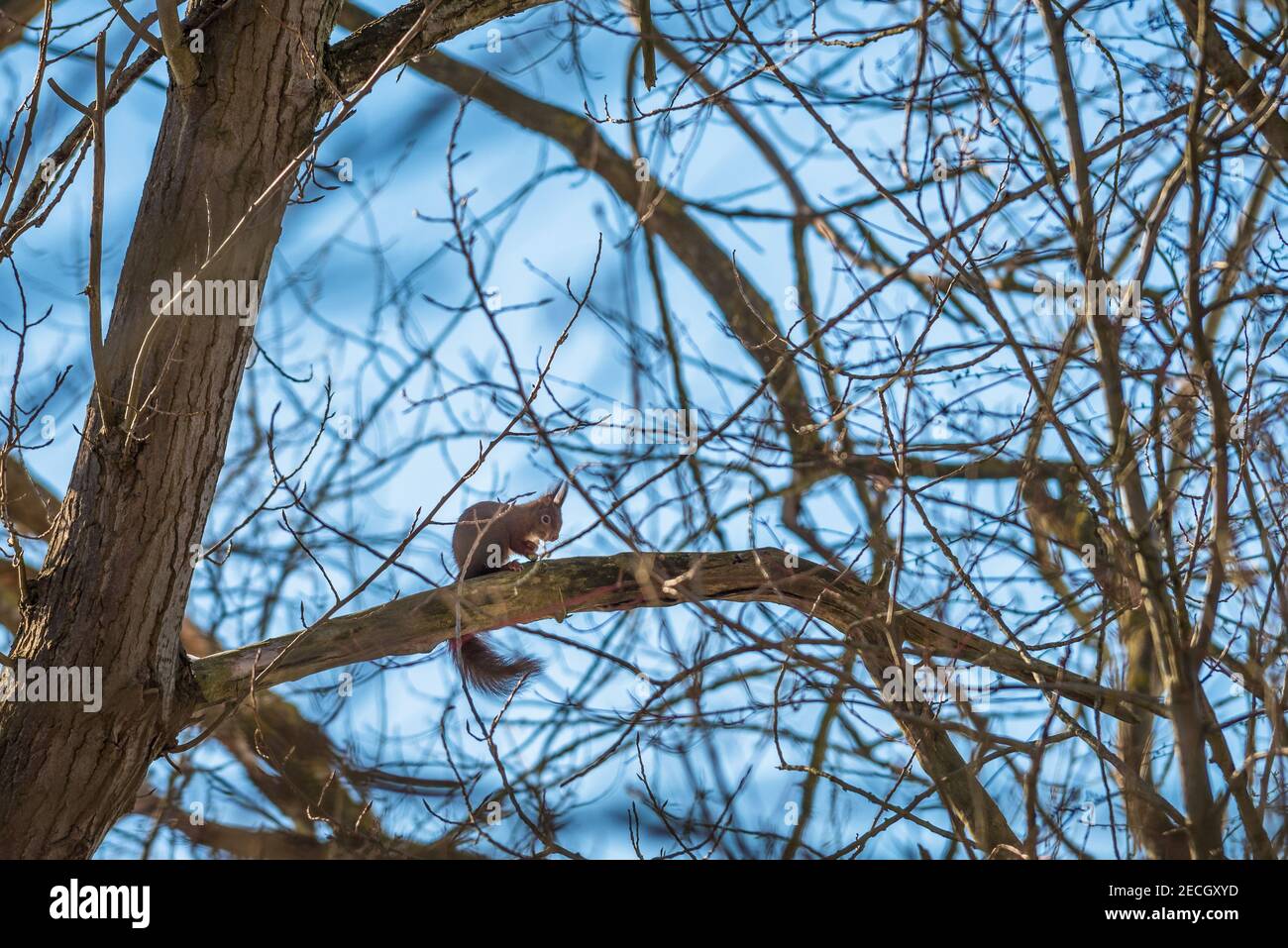 Eichhörnchen im Baum Stock Photo