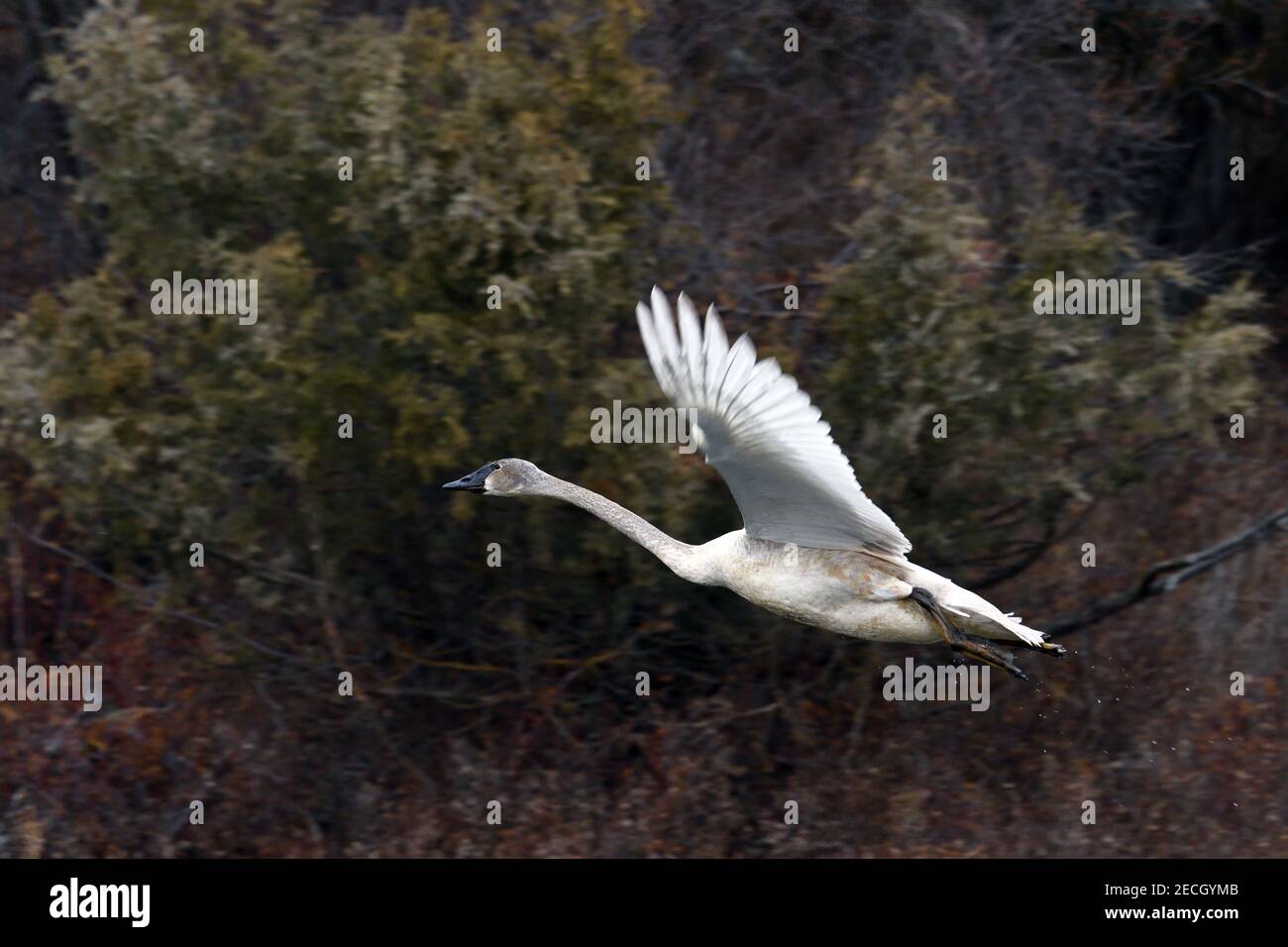 An immature trumpeter swan flying after taking off from Mission Creek in the National Bison Range. Moiese, Montana. (Photo by Randy Beacham) Stock Photo