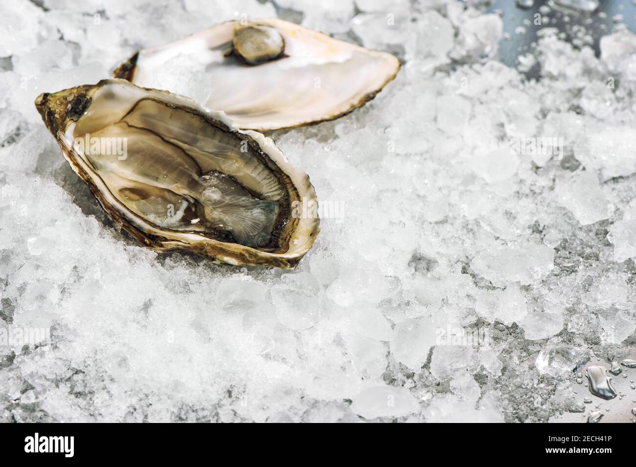 Fresh opened oyster on ice background Stock Photo
