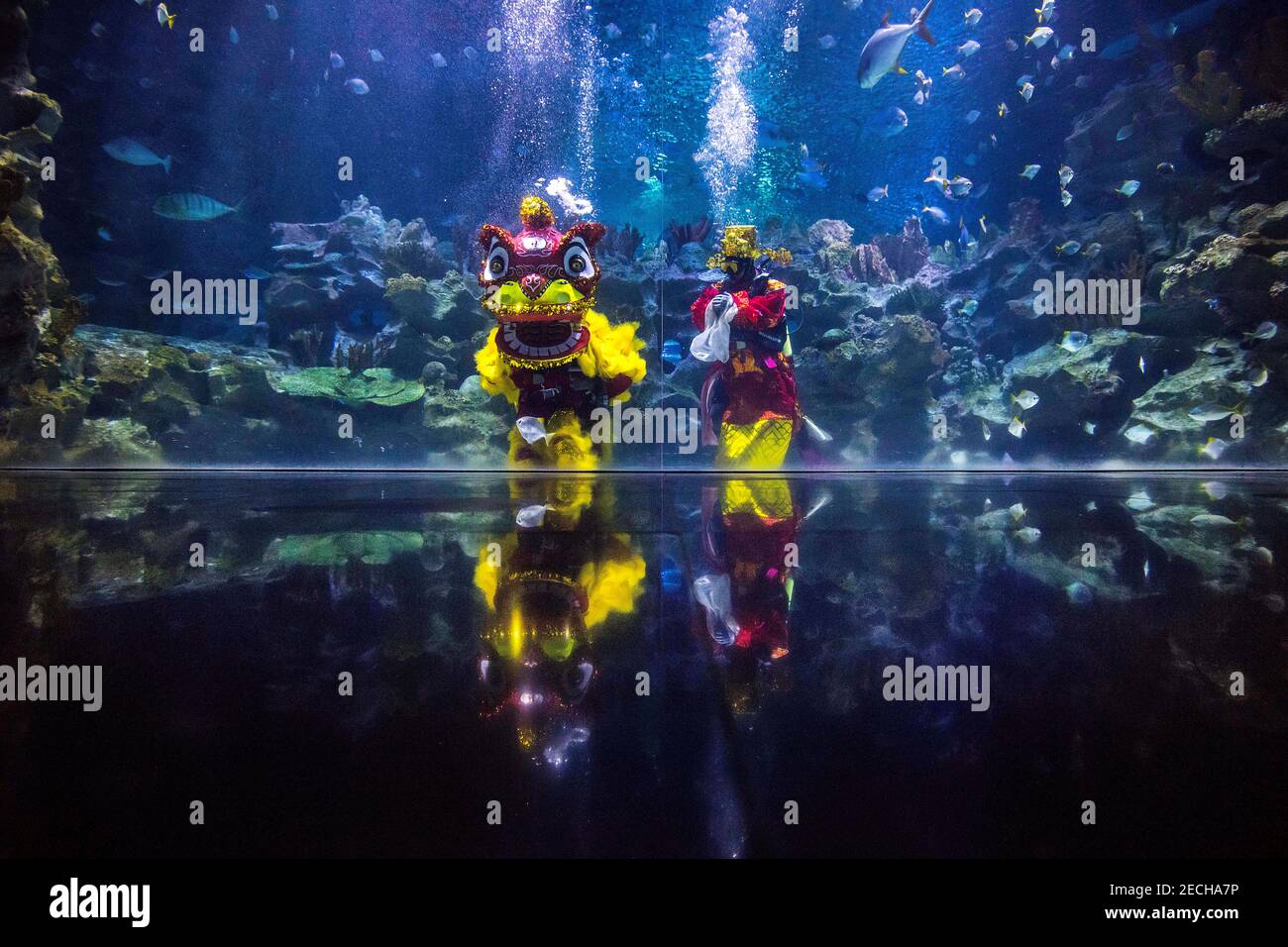 Kuala Lumpur, Malaysia. 10th Feb, 2021. Divers wearing Chinese traditional lion and god of fortune costumes perform the underwater lion dance at Aquaria KLCC during the Lunar New Year celebrations.The Year of Golden Ox is celebrated in a new normal by the Chinese community following the implementation of the movement control order (MCO) to curb the spread of COVID-19 in Malaysia. Credit: Lo Vivian/SOPA Images/ZUMA Wire/Alamy Live News Stock Photo