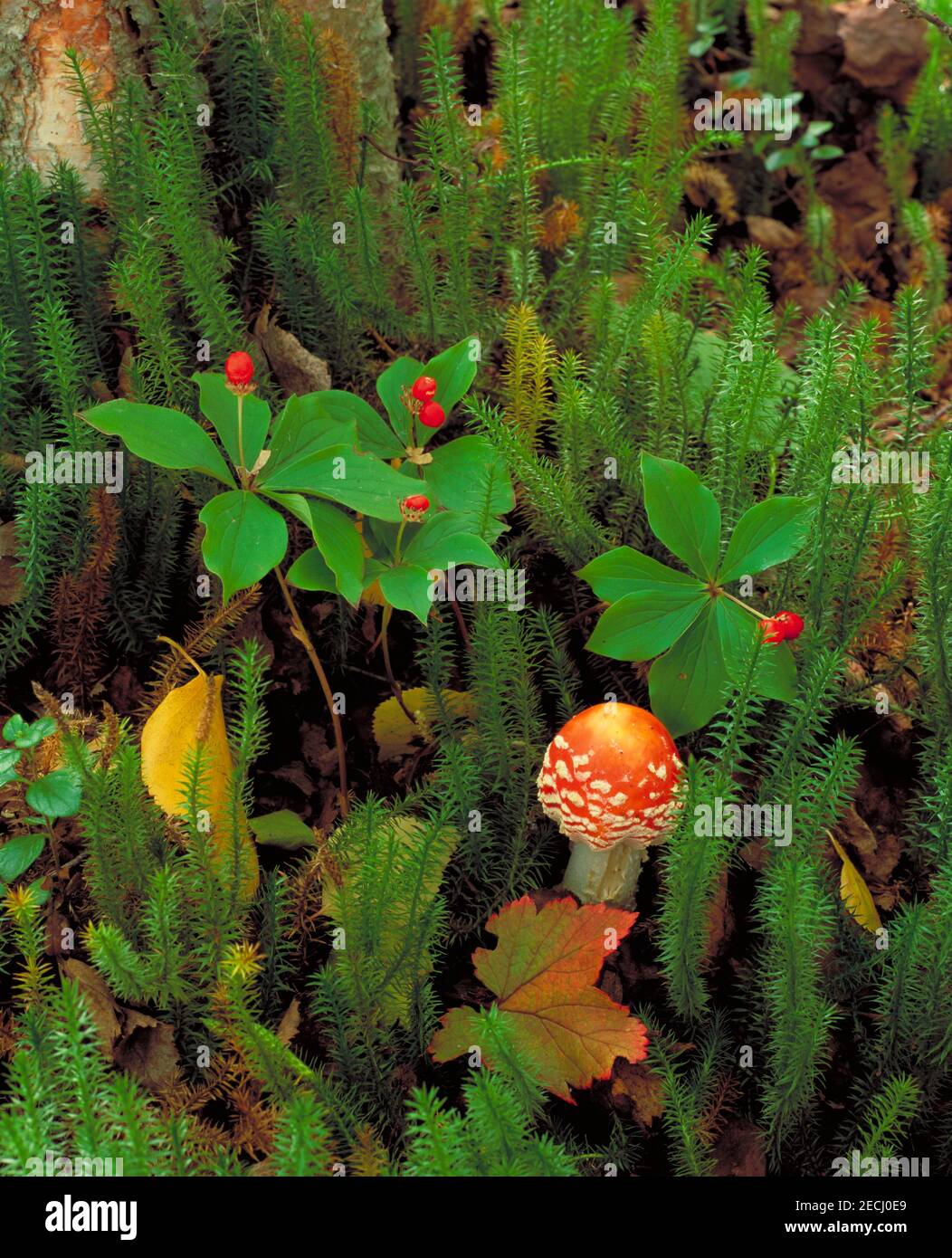 Fly agaric (Amanita muscaria) mushroom with sphagnum moss and bunchberry in Chugach State Park, Anchorage, Alaska Stock Photo