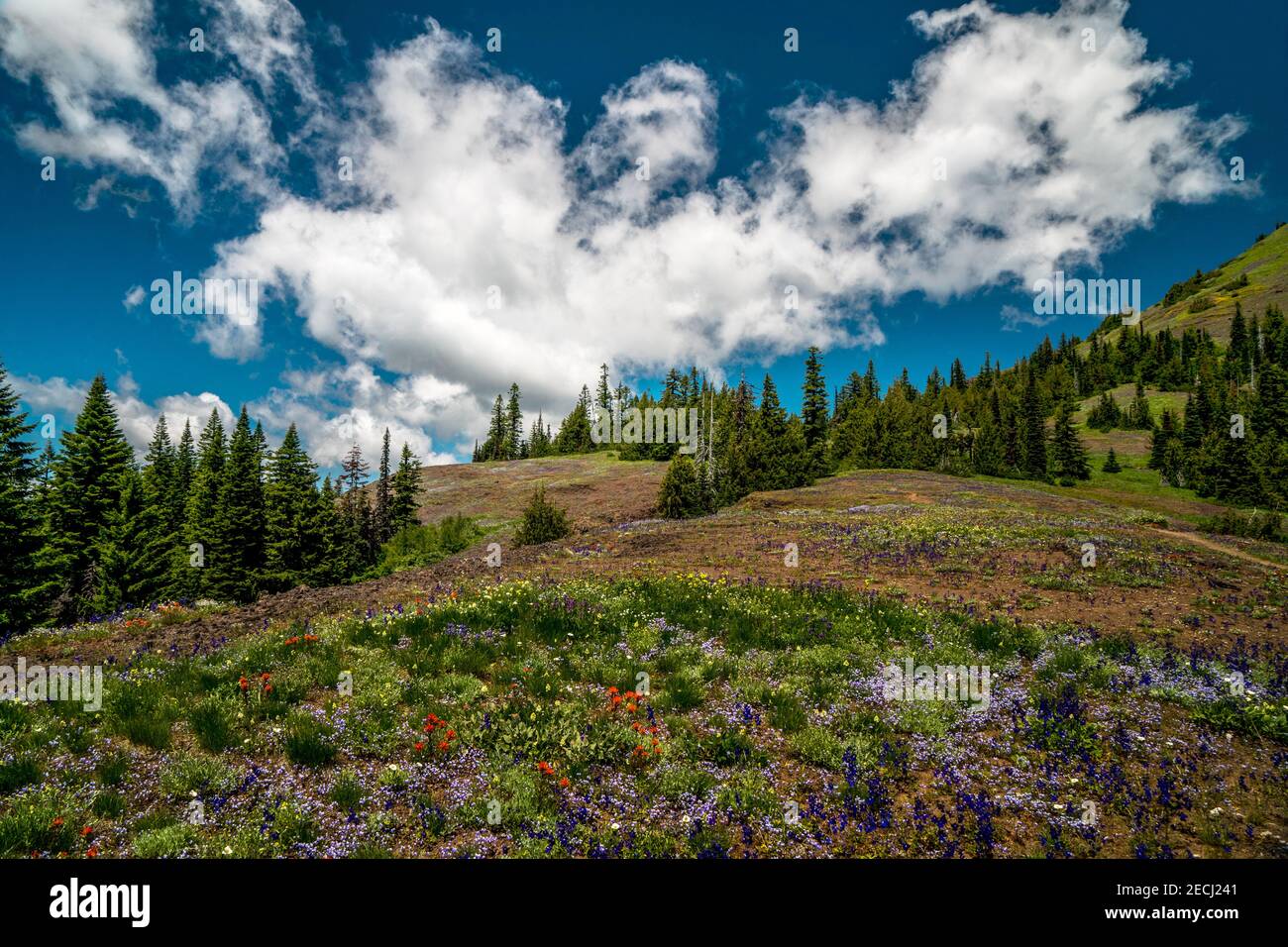Cone Peak wildflower meadow along trail to Oregon's Iron Mountain. Stock Photo