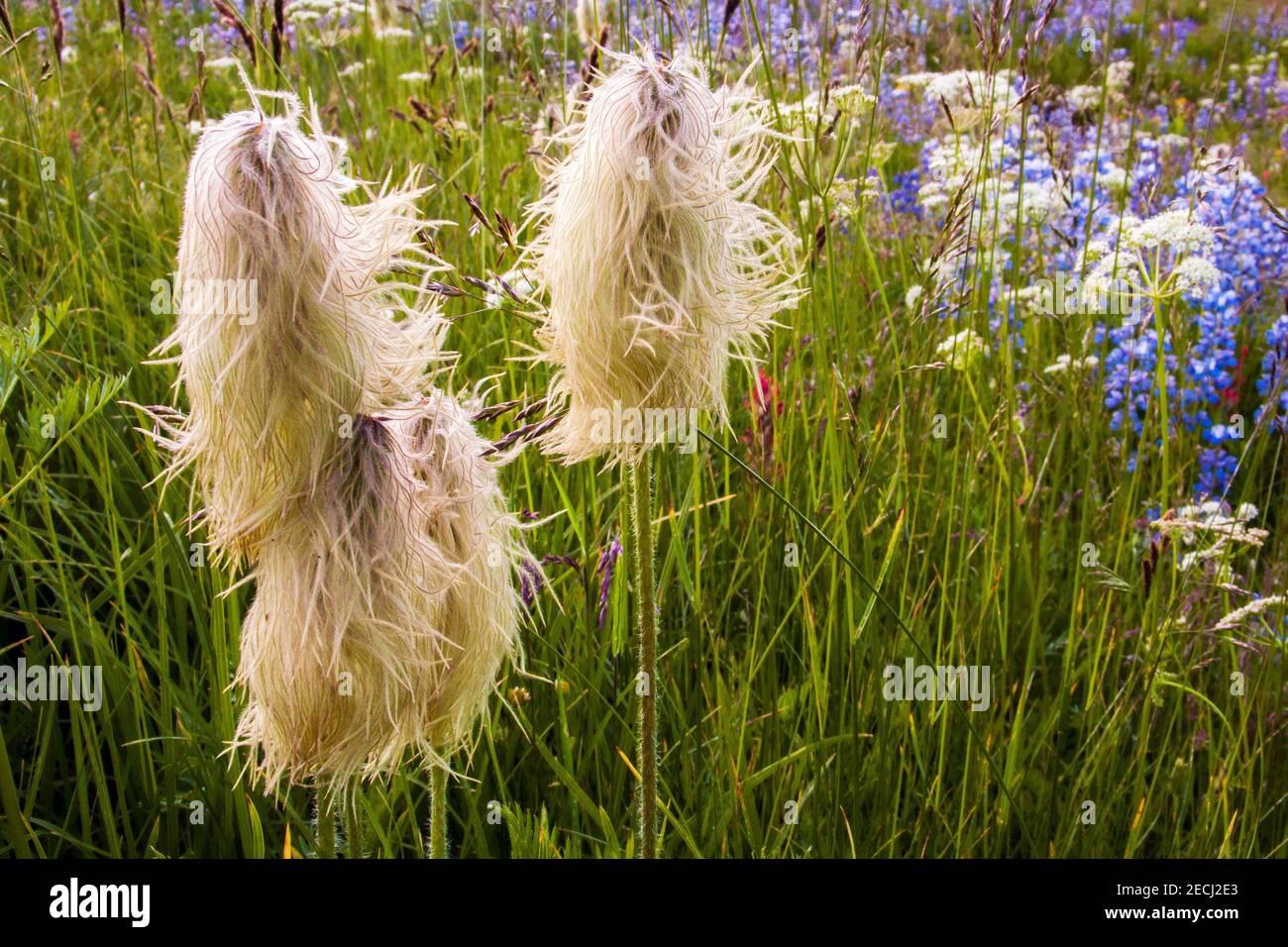 Pasqueflower (Pulsatilla patens) with lupins in the Obsidian Cliffs area of Oregon's Three Sisters Wilderness, Willamette National Forest. Stock Photo