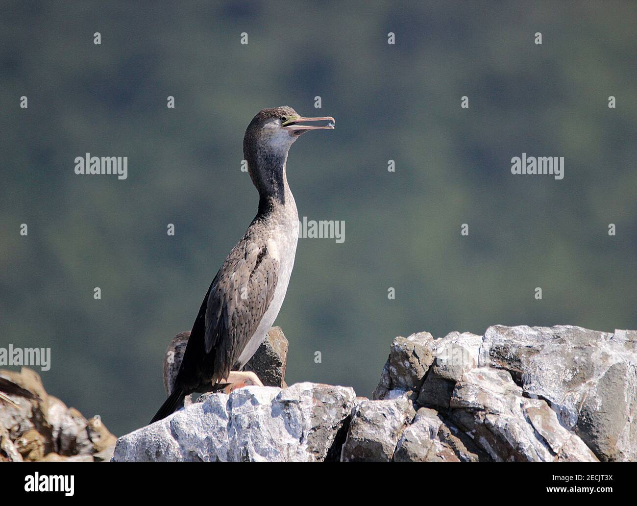 Juvenile Cormorant High Resolution Stock Photography and Images Alamy